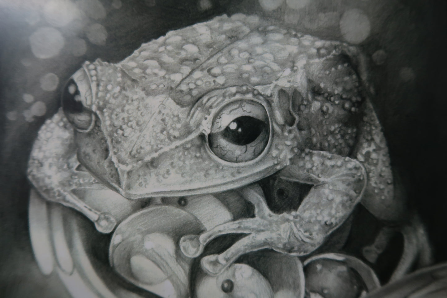 "Coqui" PRINT