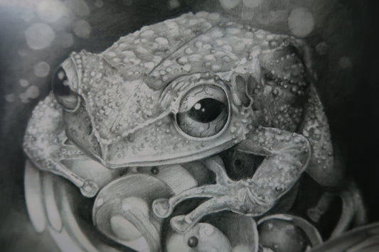 "Coqui" PRINT